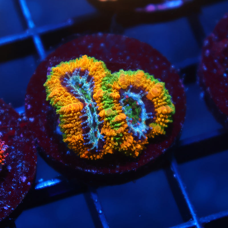 TCK OG Mardi Gras Lord