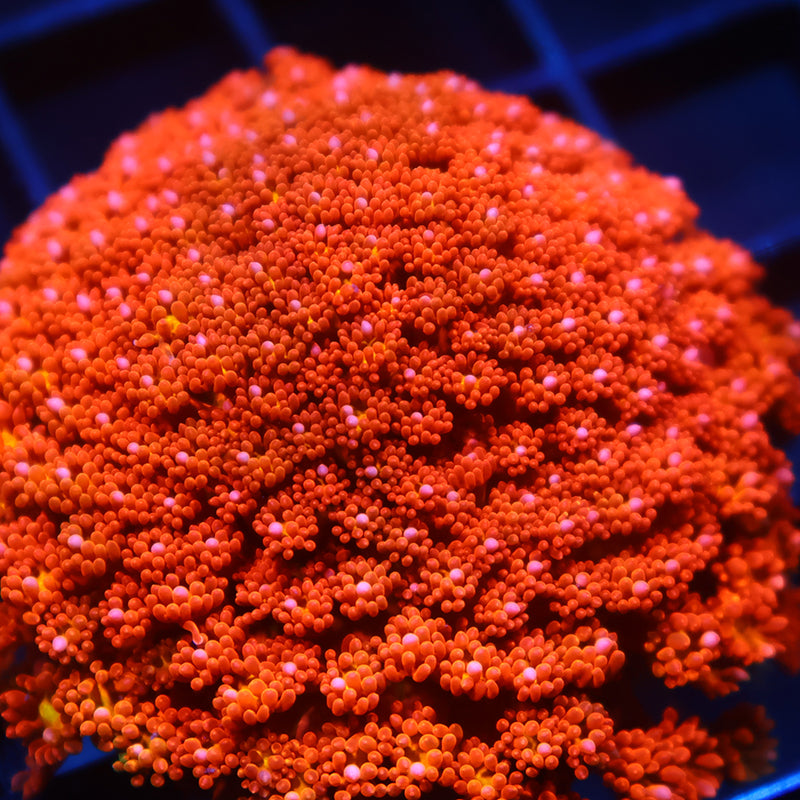 TCK Oddball Goni Bernardpora Mini Colony