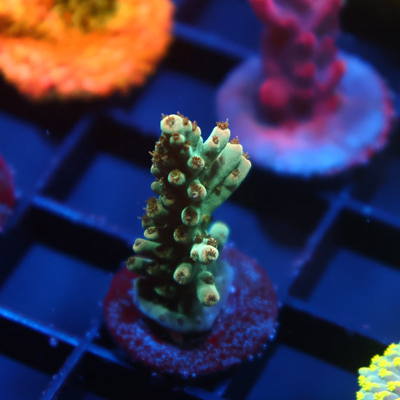 TCK Pink Polyp Shortcake
