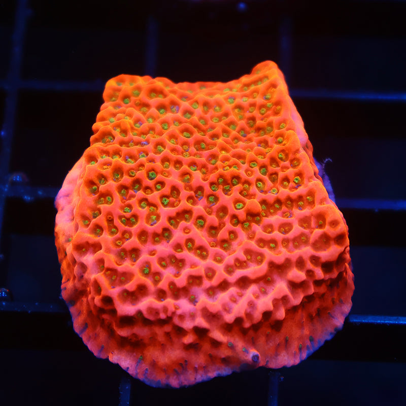 WWC Cherry Tree Monti
