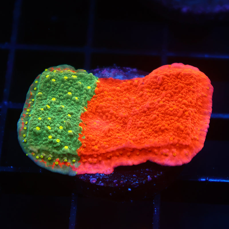 WWC Grafted Sunfire Cap