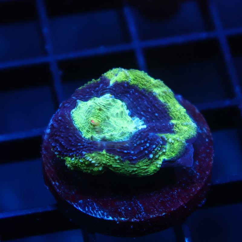 TCK Master Bowerbanki Green Side