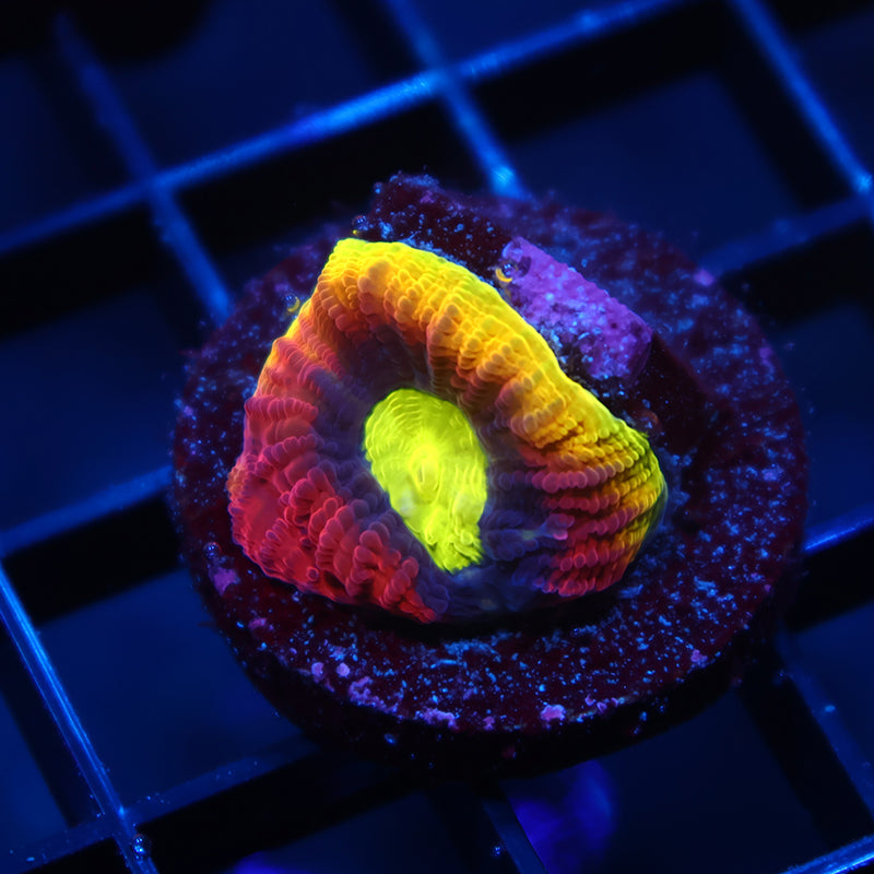 TCK Dragonsoul Favia