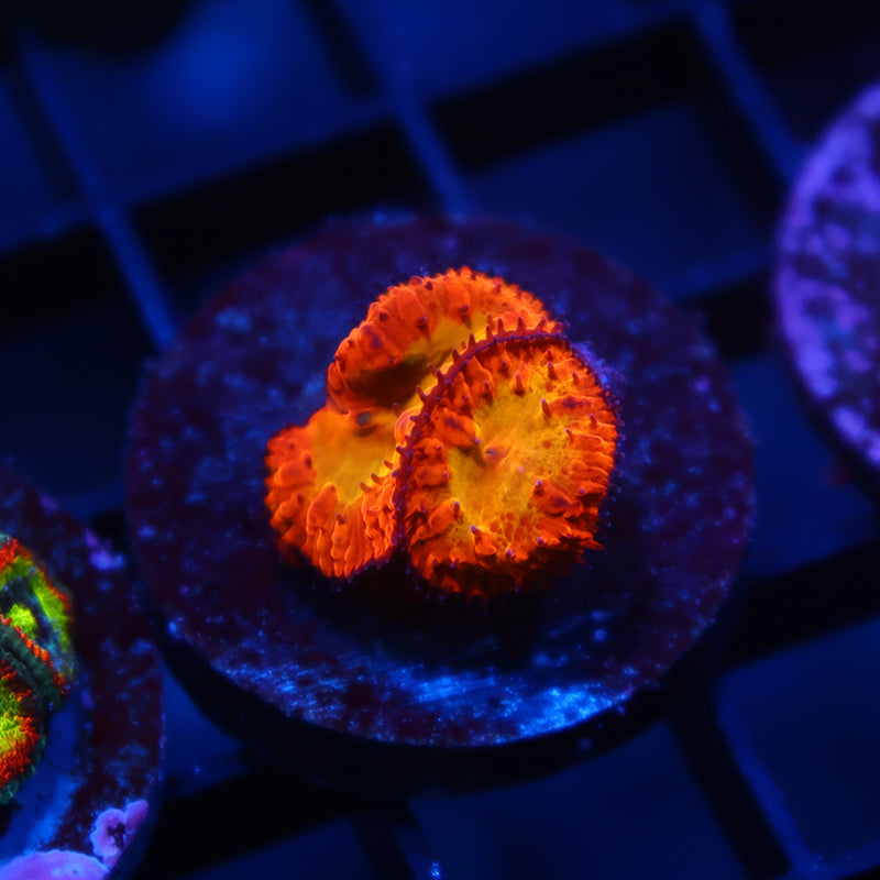 WWC Rainbow Blastos