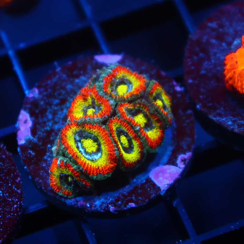 TCK HG Micromussa