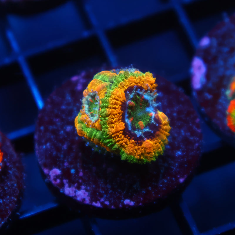 TCK OG Mardi Gras Lord