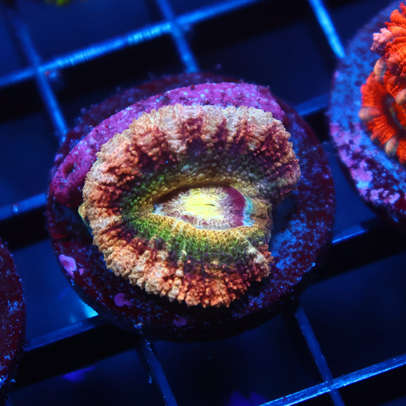 TCK Crazy Asian Lord