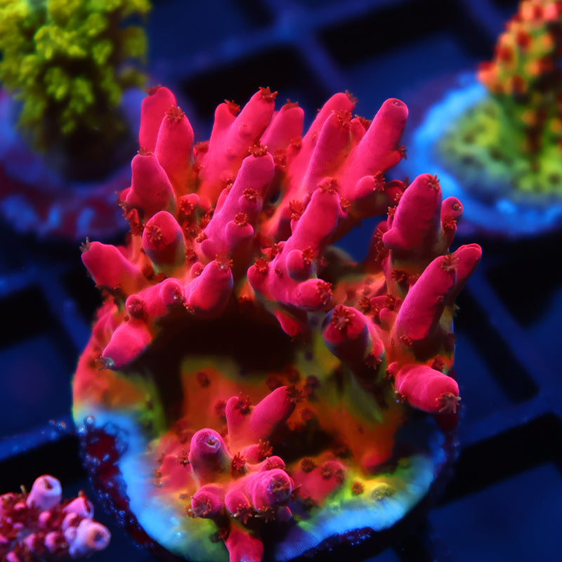 Lg TCK Fire Blossom Mini Colony