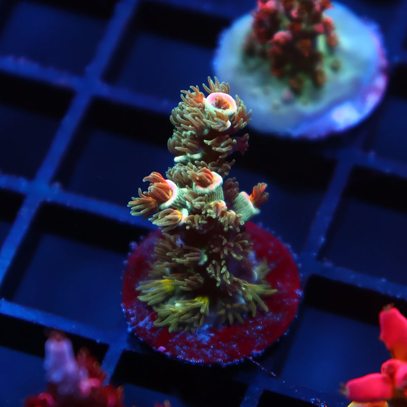 TCK Orange Immolation Malaysia Tenuis