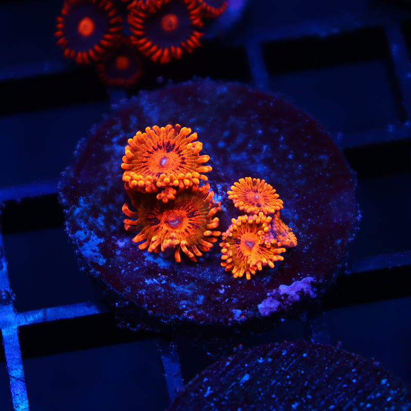 TCK Speckle Kraks