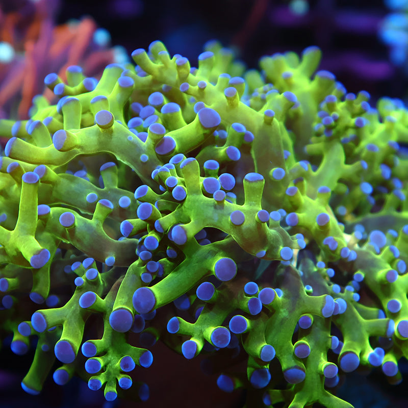 TCK Branching Purple Tips Frogspawn