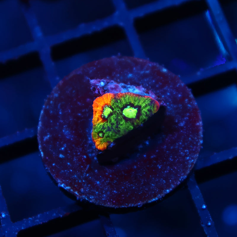 Tiny BSA Rain of War Favia