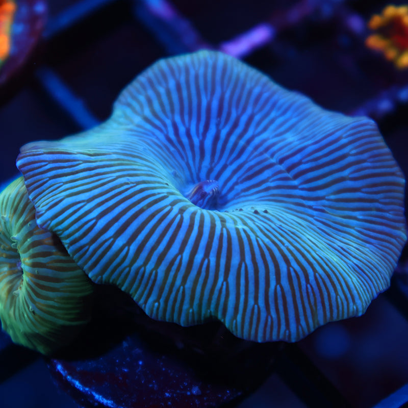 RandyO's Bicolor Mushroom Disco w/ Baby