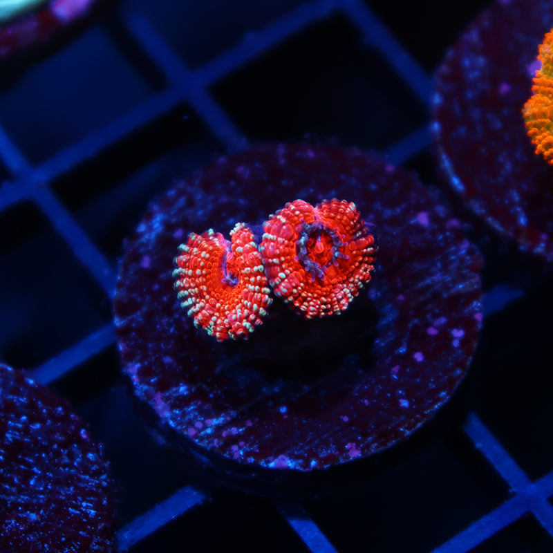Tiny TCK Glitter Lords