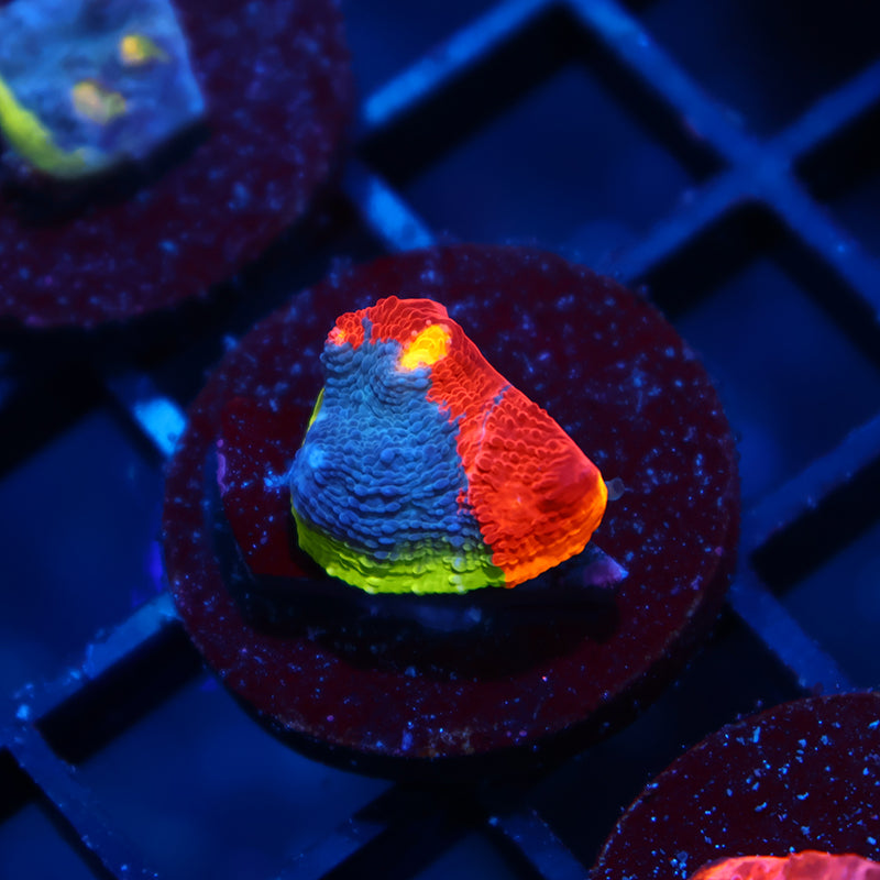 TCK Two Faced Rainbow Chalice