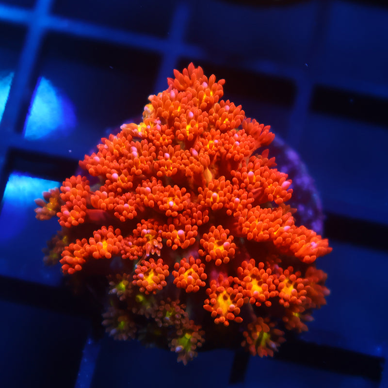 TCK Oddball Bernardpora Goni