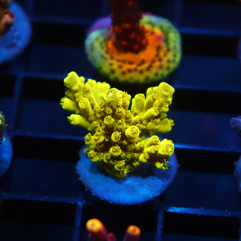 Bennet's Yellow Tort
