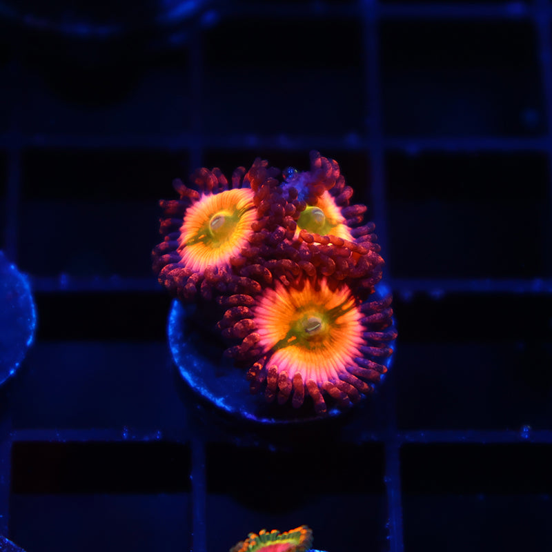 Rainbow Infusions