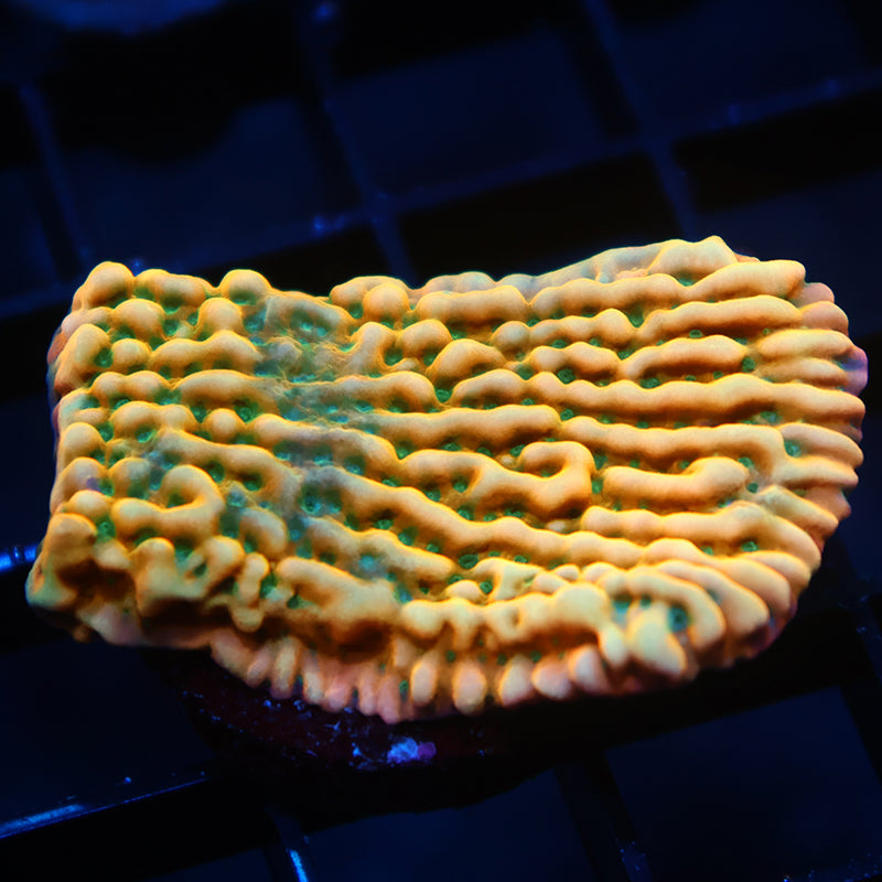 WWC Kung Pao Monti
