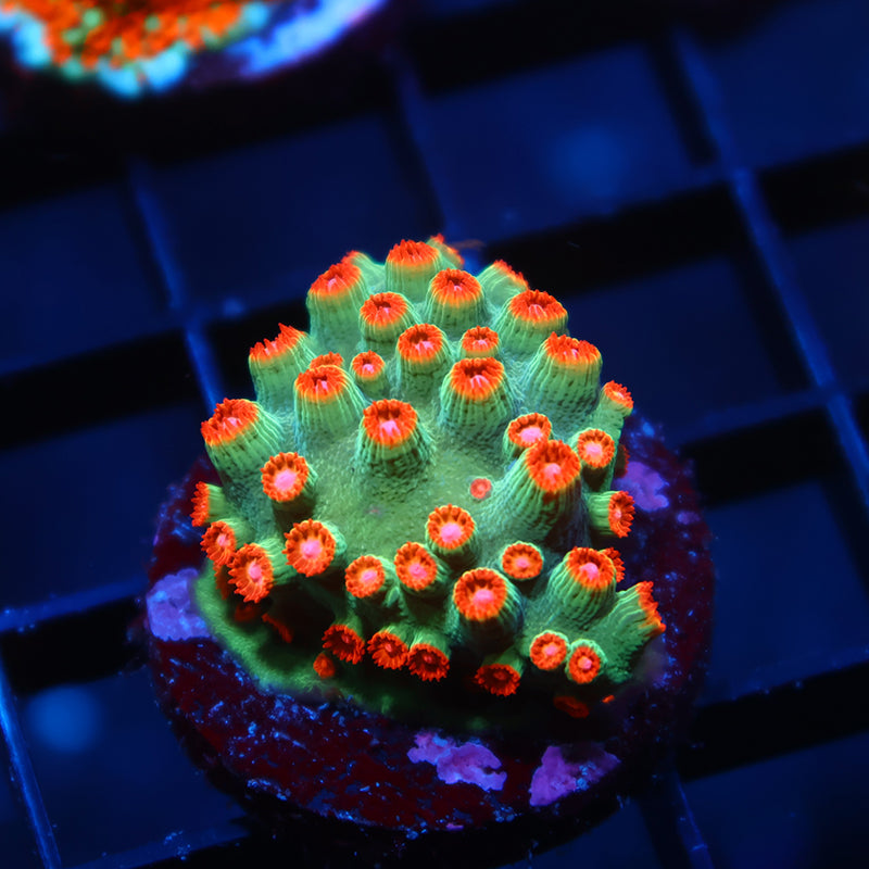 WWC Jingle Bells Cyphastrea