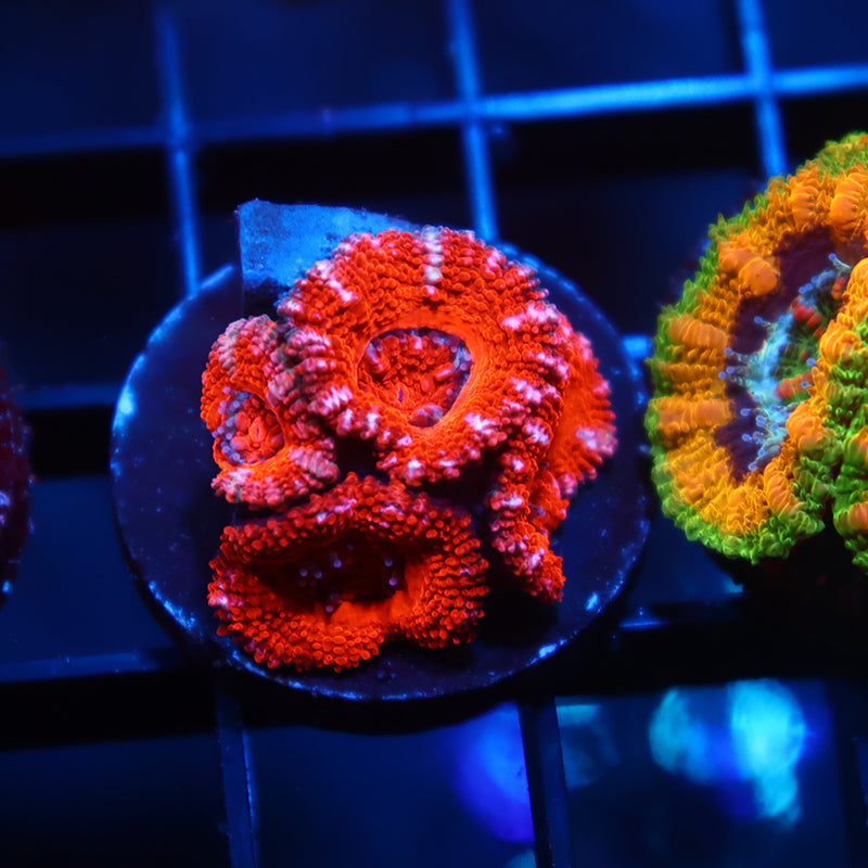 Red Acan Lord