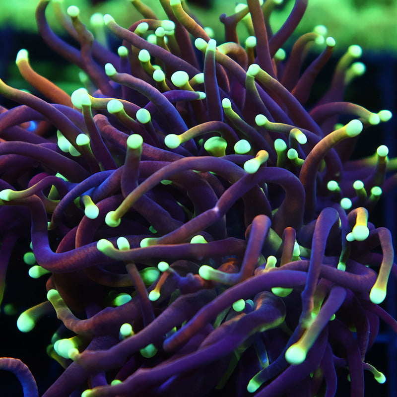 TCK Yellow Tips Torch