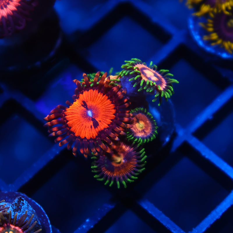 WWC Bloodsucker and Friends