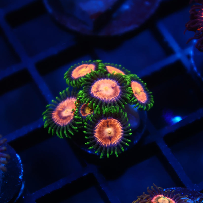 Laser Lemons