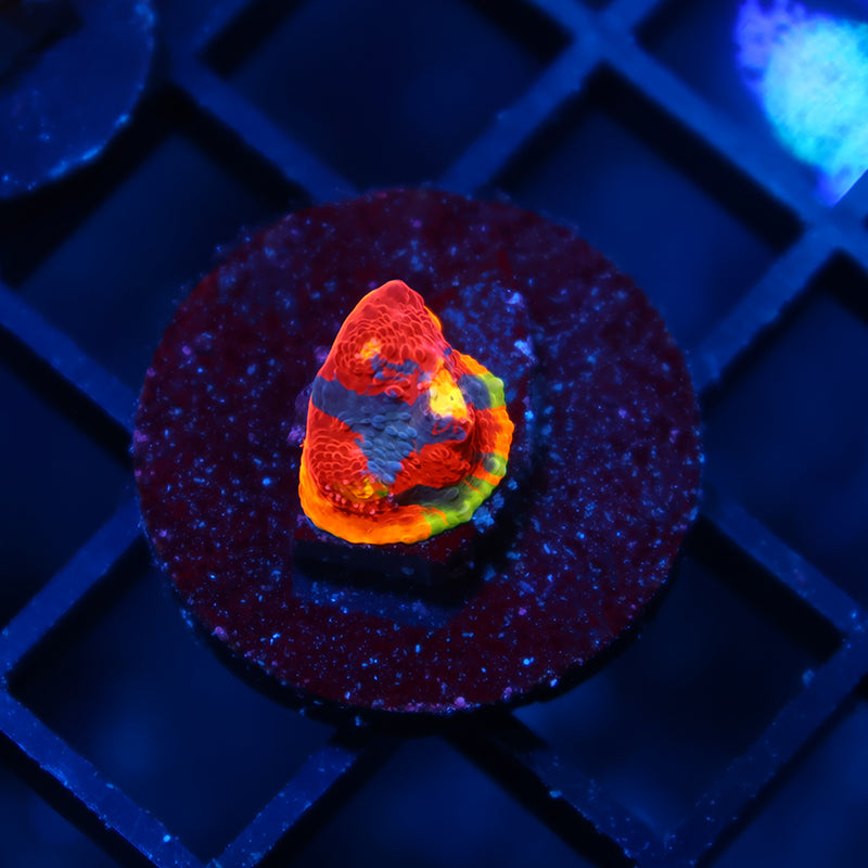 TCK Rainbow Dynamite Chalice