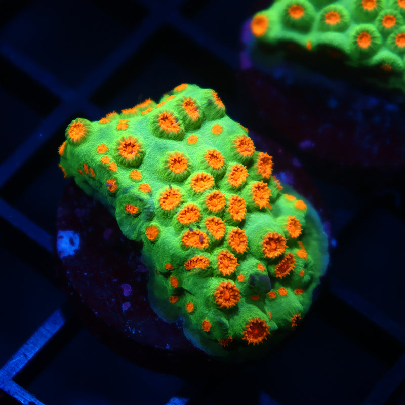 Reptar Cyphastrea