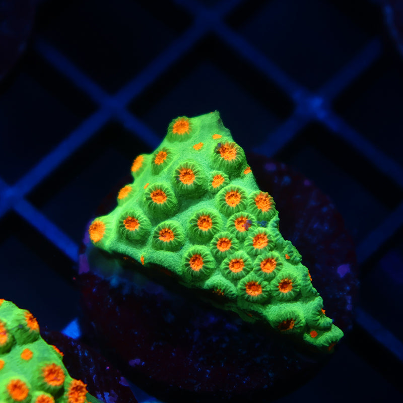 Reptar Cyphastrea