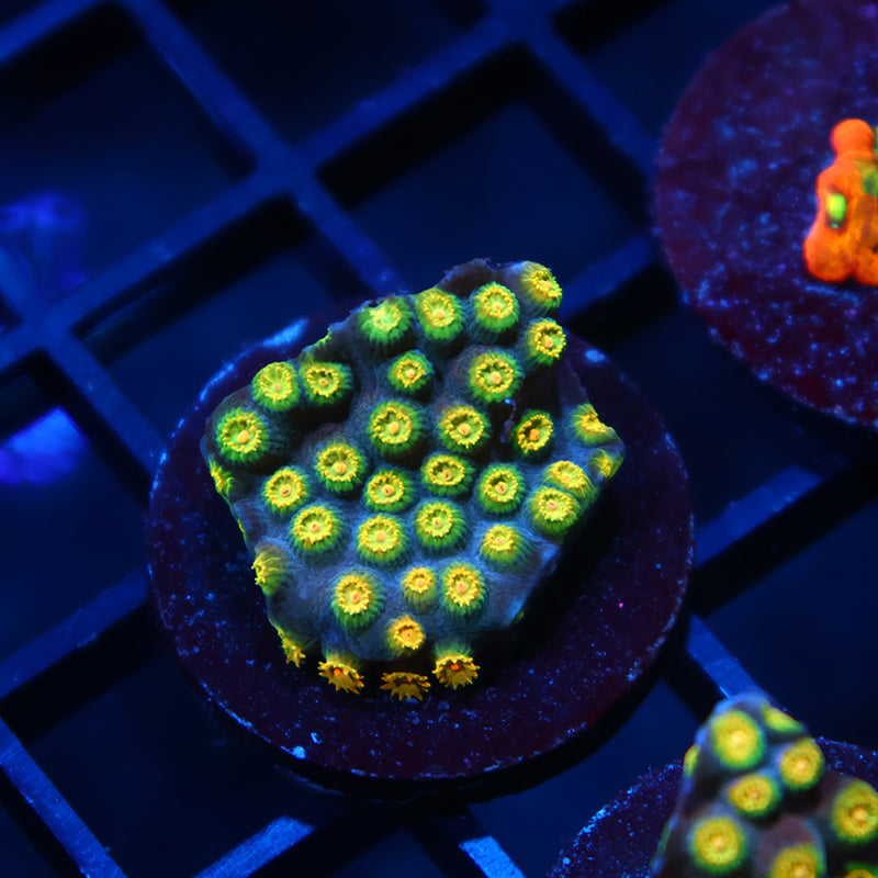 Zoolander Cyphastrea