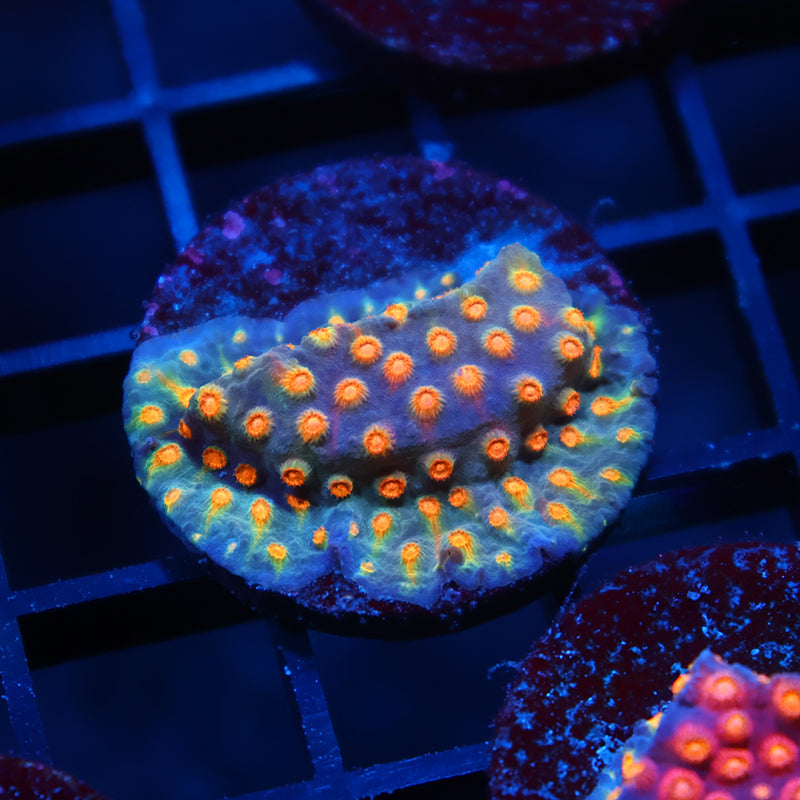 TCK Rainbow Comet Cyphastrea