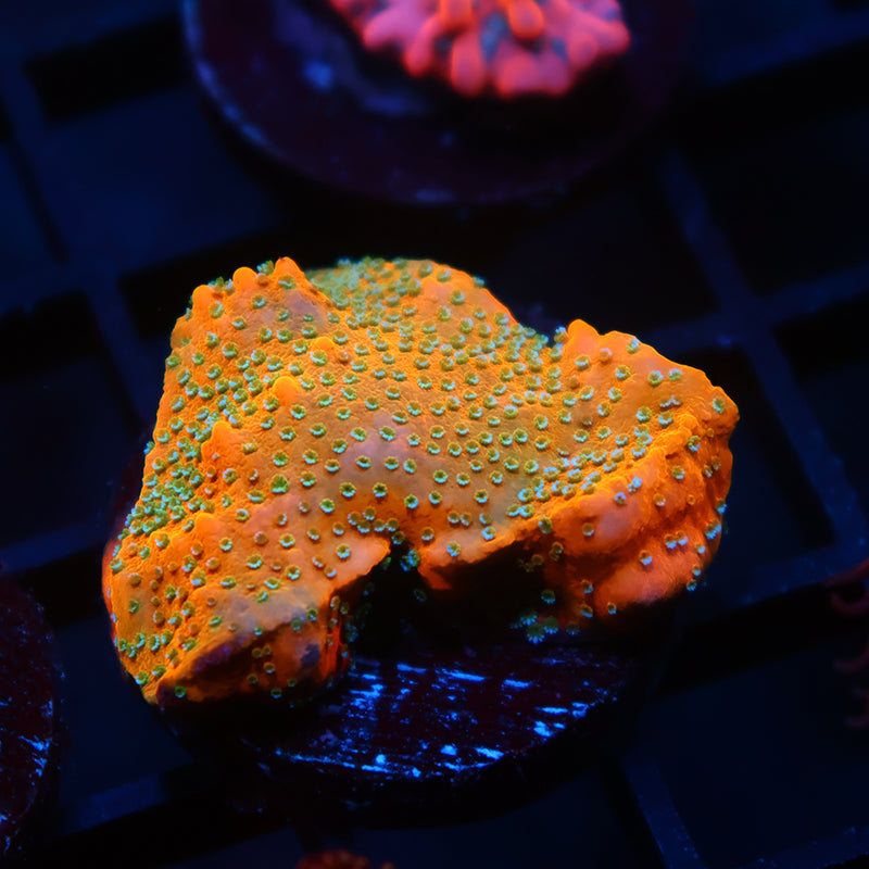 JF Frankenberry Monti