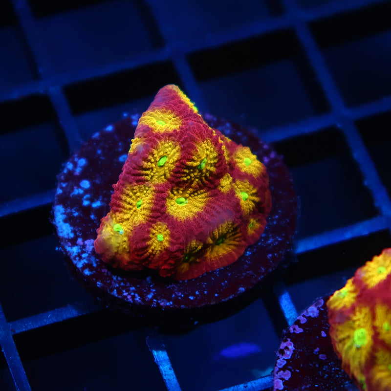 TCK Fire Favites