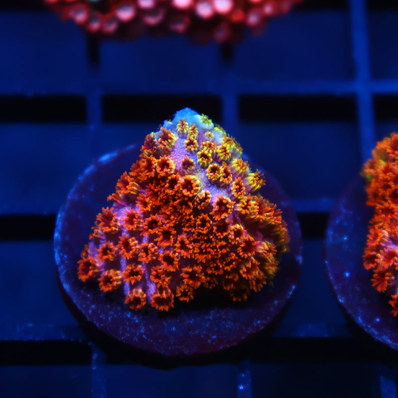 Skittles Bomb Cyphastrea