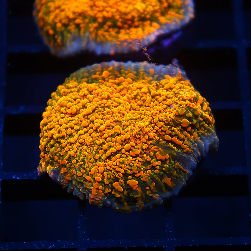 WWC Stellaria Chalice