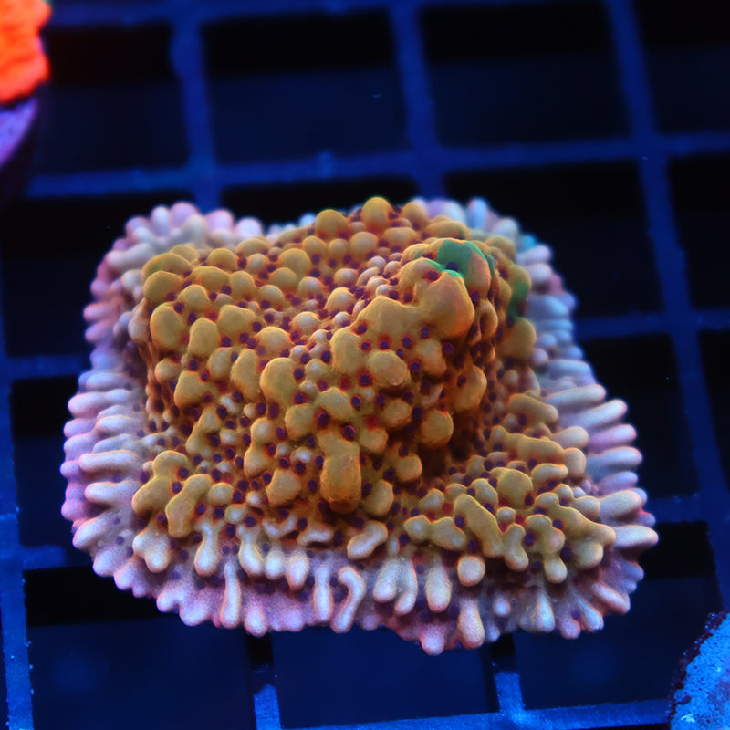 TCK Grafted Slowburn Monti