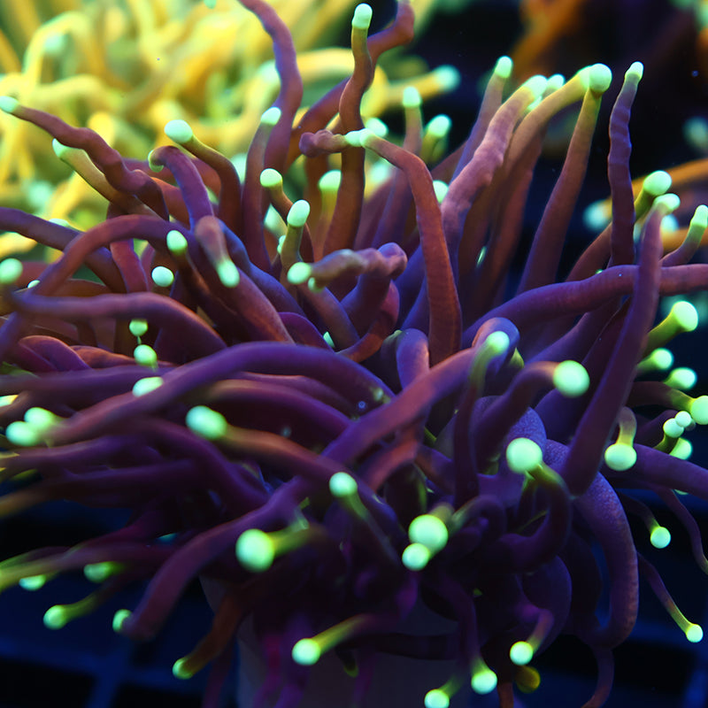 TCK Yellow Tips Indo Gold Torch