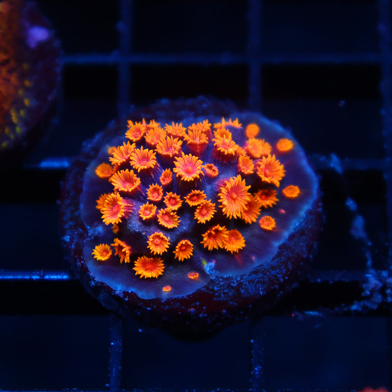 WWC Bizarro Cyphastrea