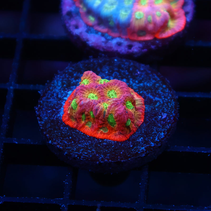 JF Dayglo Favia
