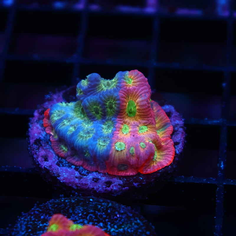 JF Dayglo Favia