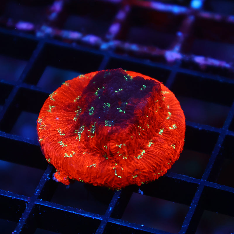 TCK Burning Favites