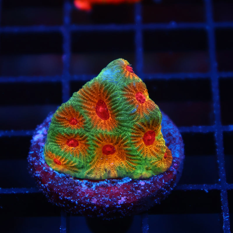TCK Fascination Favia