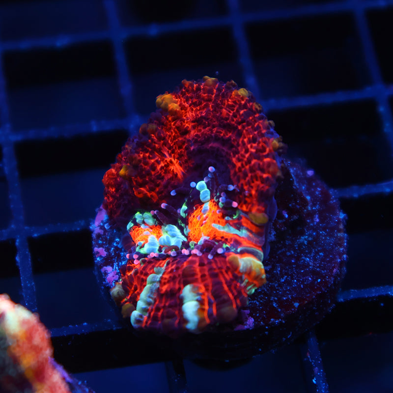 TCK Aquacultured Wilsoni