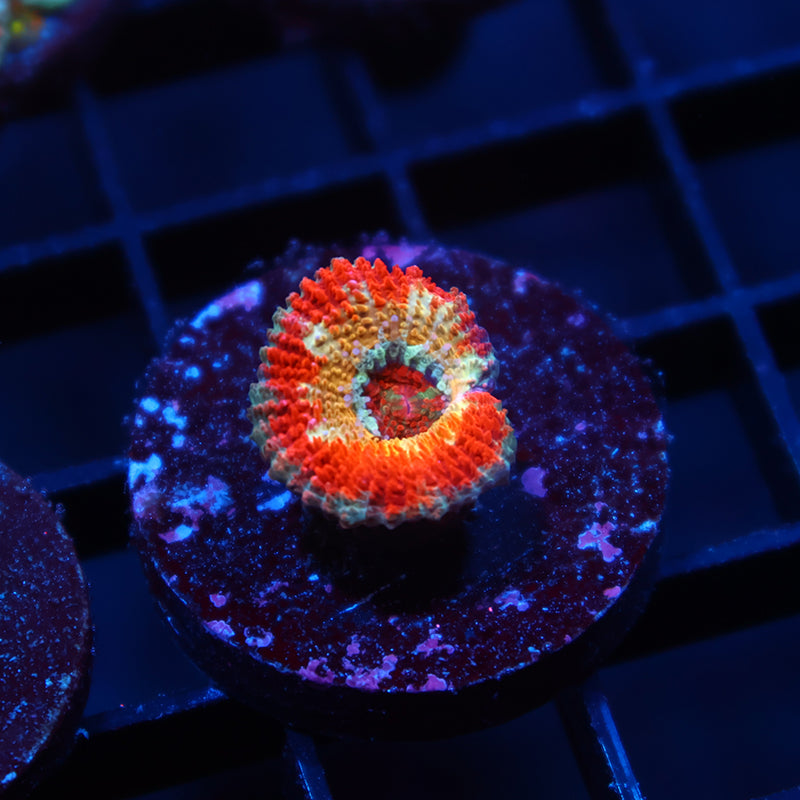 CC OG Rising Sun Lord