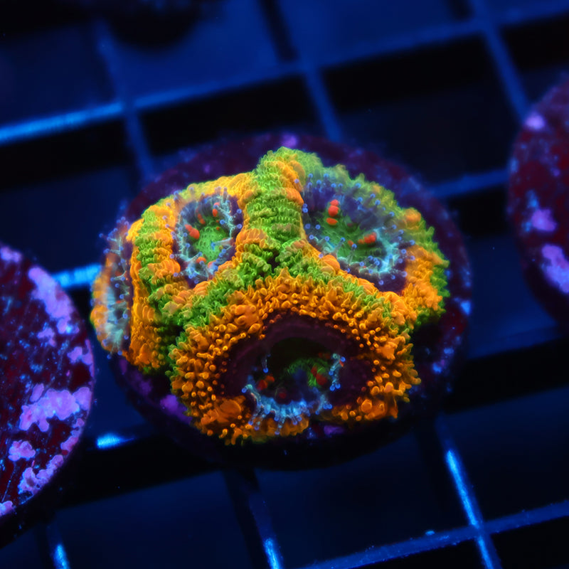 Lg TCK OG Mardi Gras Lord