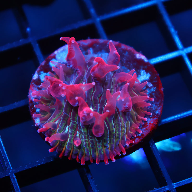 TCK Crazy Red Plate