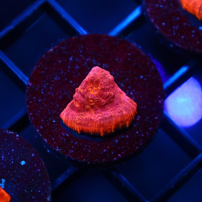 TCK Raging Red Chalice