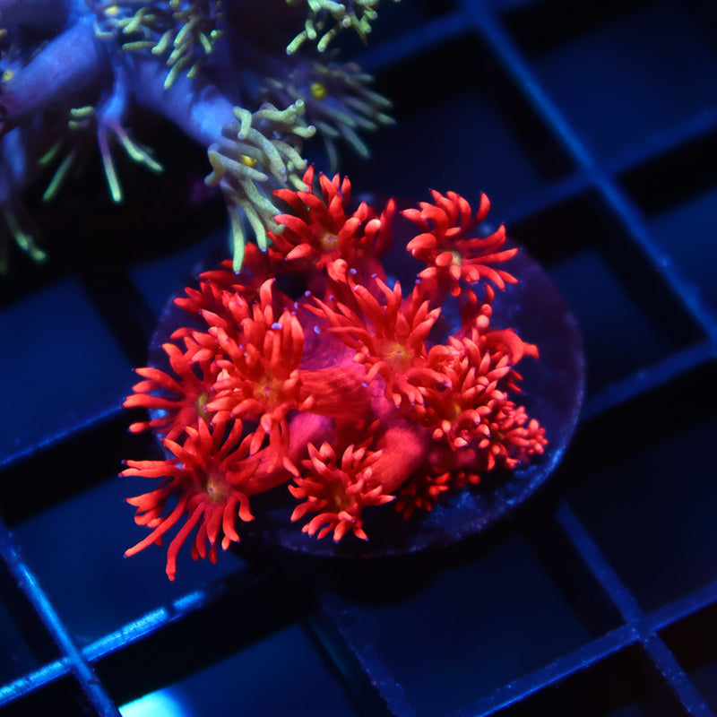 TCK Red Goni